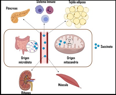El succinato ayuda a predecir  enfermedades cardiovasculares 